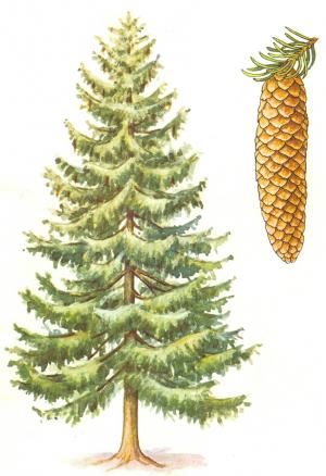 smrek